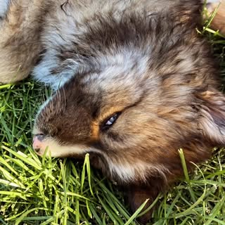 @nativepawjourneys