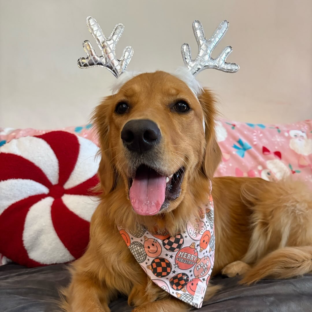 @noelle_thegoldengirl