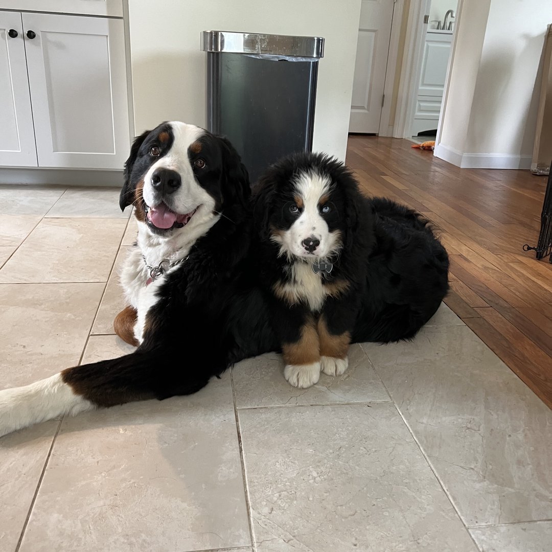 @waltandgusthebernese