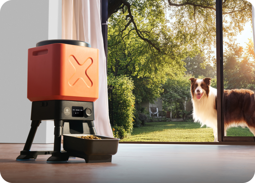 Record a personal message to call your pet at designated mealtimes.